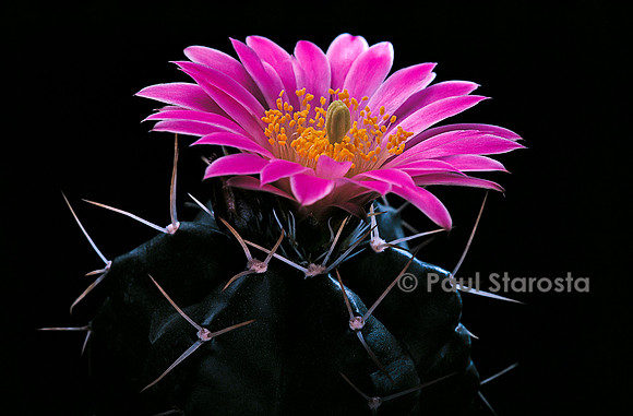 Echinocereus knippelianus