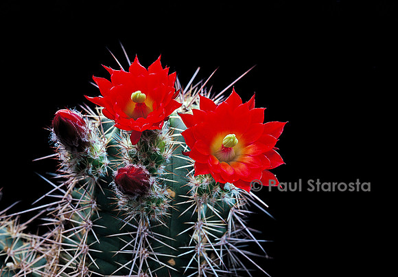 Echinocereus marksianus