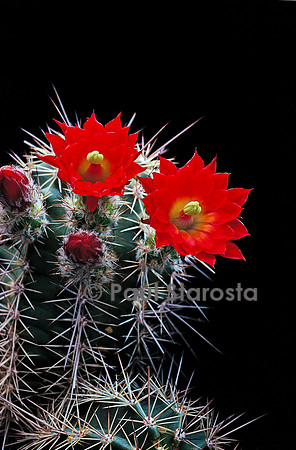 Echinocereus marksianus