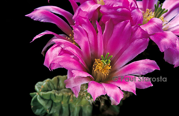 Echinocereus viereckii ssp. morricalii