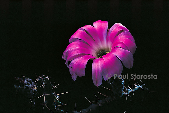 Echinocereus pentalophus