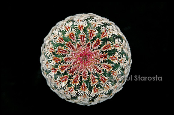 Echinocereus rigidissimus
