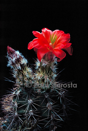 Echinocereus polyacanthus