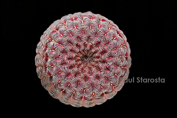 Echinocereus rigidissimus ssp. rubrispinus