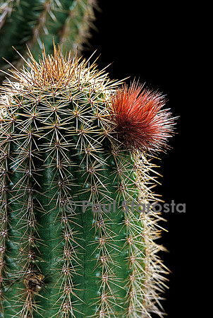 Echinocereus scheeri v. koehresianus