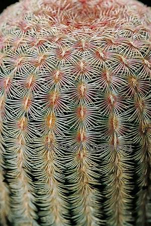 Echinocereus rigidissimus ssp. rubrispinus