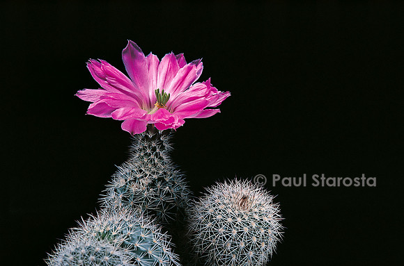 Echinocereus sciurus