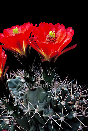 Echinocereus triglochidiatus