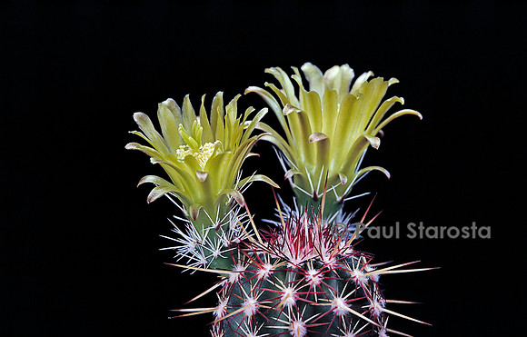 Echinocereus viridiflorus v. spinosior