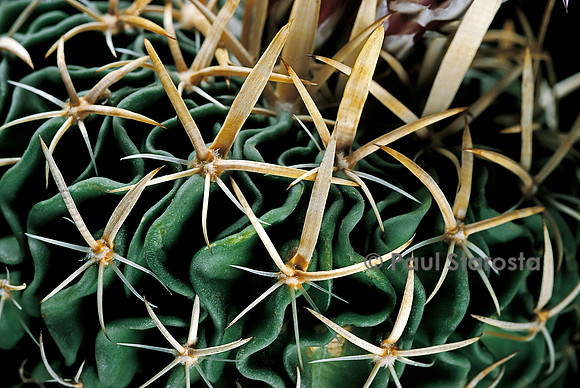 Stenocactus multicostatus - épines