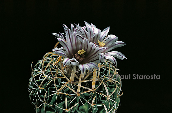 Stenocactus multicostatus