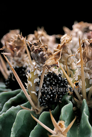 Stenocactus obvallatus - fruit