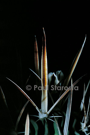 Stenocactus phyllacanthus ‘Grandicornis’  - épine