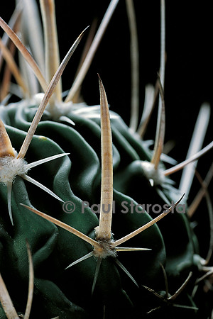 Stenocactus phyllacanthus ‘Grandicornis’  - épine