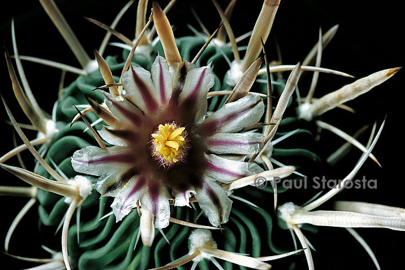Stenocactus phyllacanthus ‘Grandicornis’