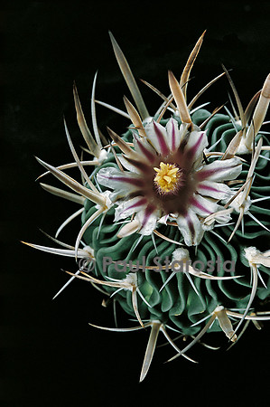 Stenocactus phyllacanthus ‘Grandicornis’