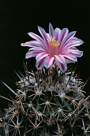 Stenocactus sp.