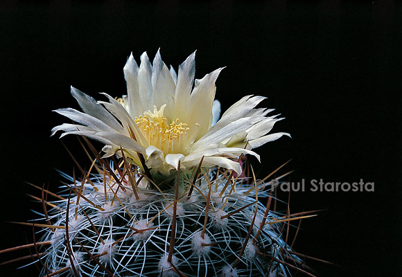 Stenocactus vaupelianus