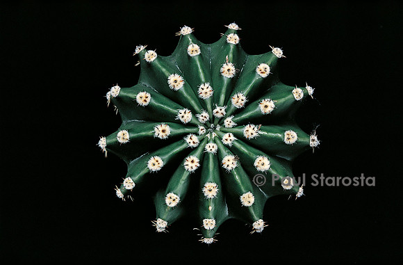 Echinopsis