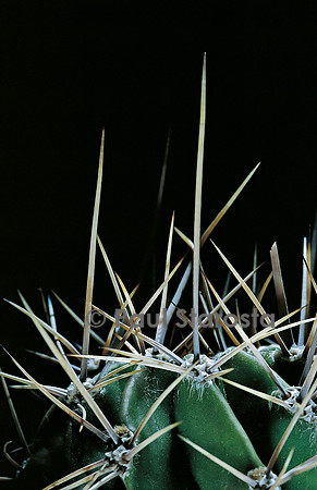 Echinopsis klingeriana - épines