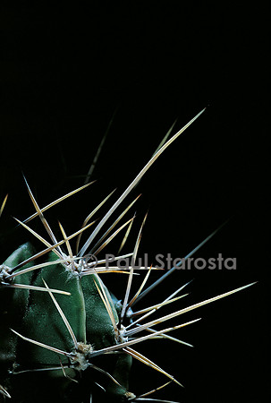 Echinopsis klingeriana - épines