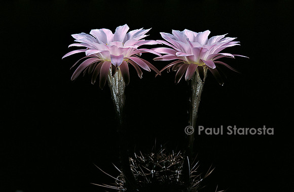 Echinopsis melanopotamica