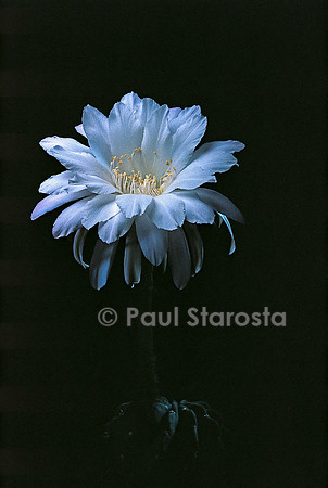 Echinopsis roseolilacina