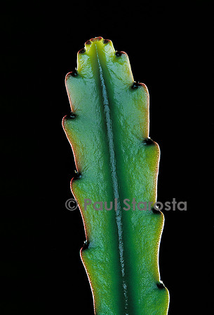 Epiphyllum - jeune raquette