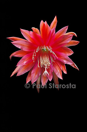 Epiphyllum X ‘Orange Fiesta’