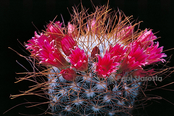 Mammillaria rekoi v. leptacantha