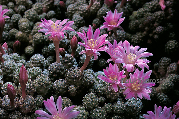 Mammillaria saboae