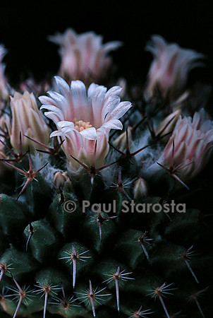 Mammillaria hahniana