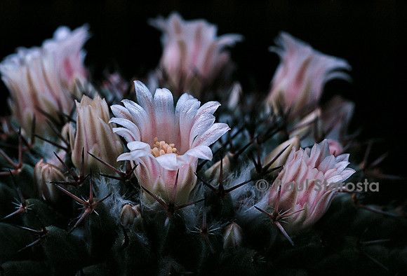 Mammillaria hahniana