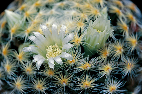 Mammillaria schiedeana