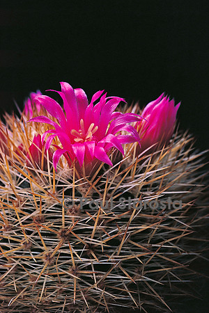 Mammillaria spinosissima