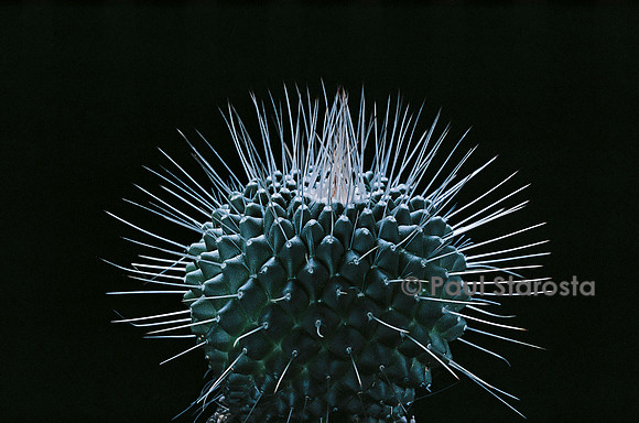 Mammillaria spinosissima  cv. Un Pico