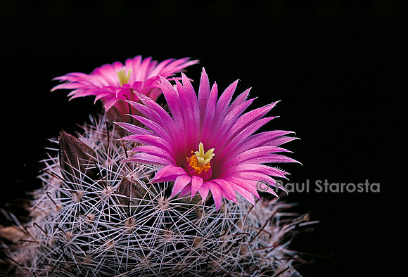 Mammillaria swinglei