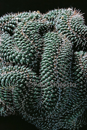 Mammillaria compressa ssp. compressa f. cristata