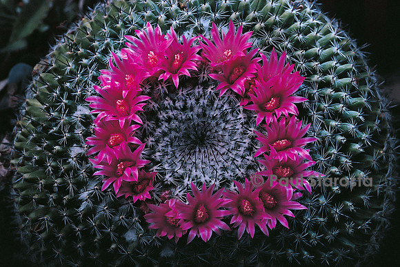 Mammillaria hahniana subsp. woodsii