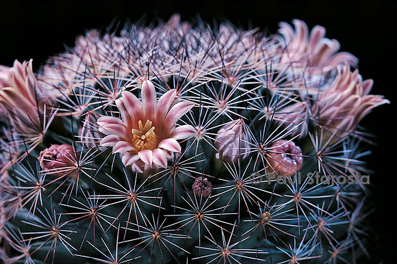 Mammillaria zeilmanniana