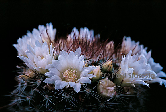 Mammillaria zeilmanniana v. albiflora