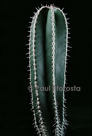 Pachycereus marginatus