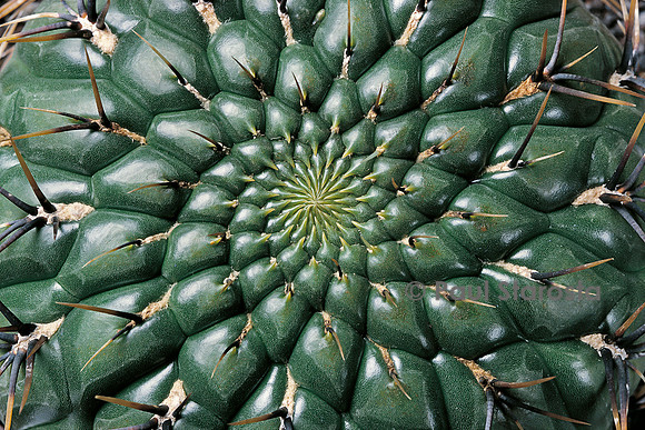 Matucana aureiflora - détail