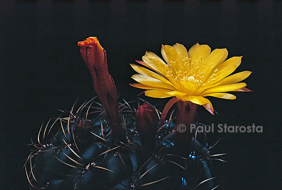 Matucana aureiflora
