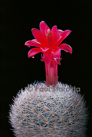 Matucana haynei ‘Clavispina’
