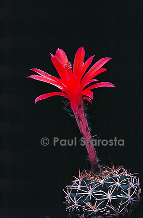 Matucana krahnii