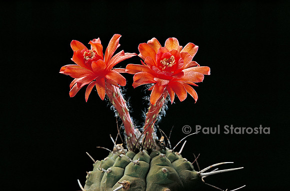 Matucana madisoniorum