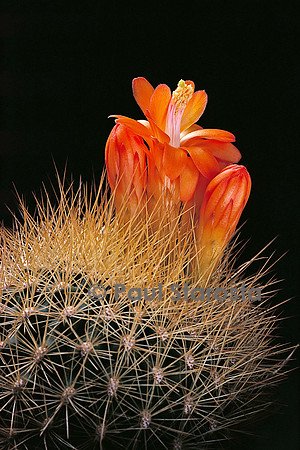 Matucana myriacantha