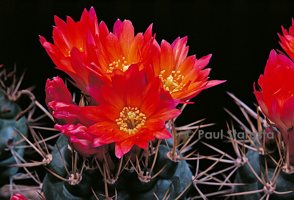 Matucana oreodoxa