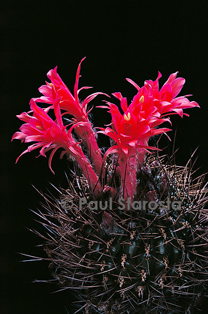 Matucana ritteri
